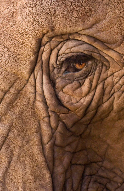 elephant.jpg