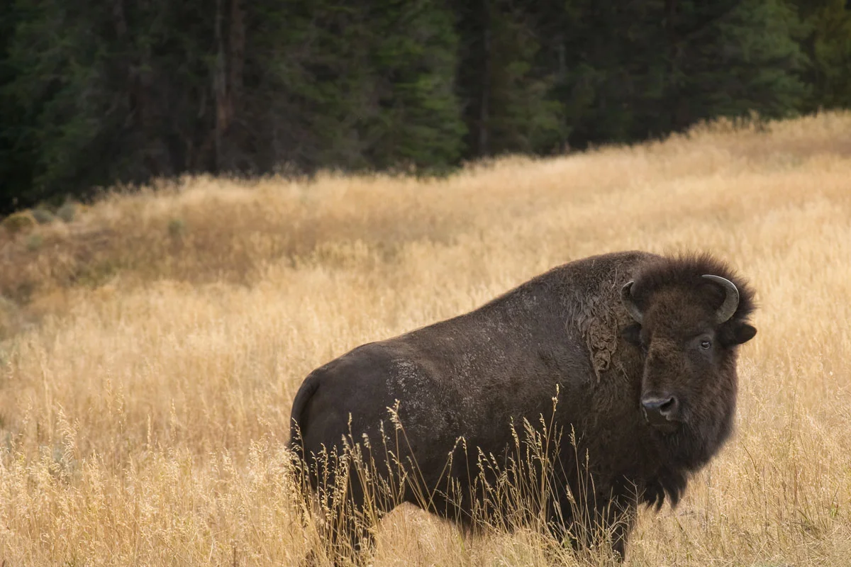 Bison.jpg