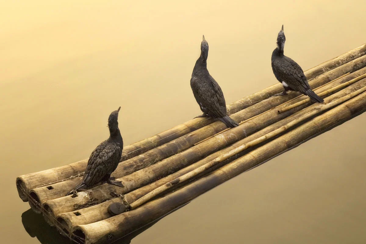 Cormorants.jpg