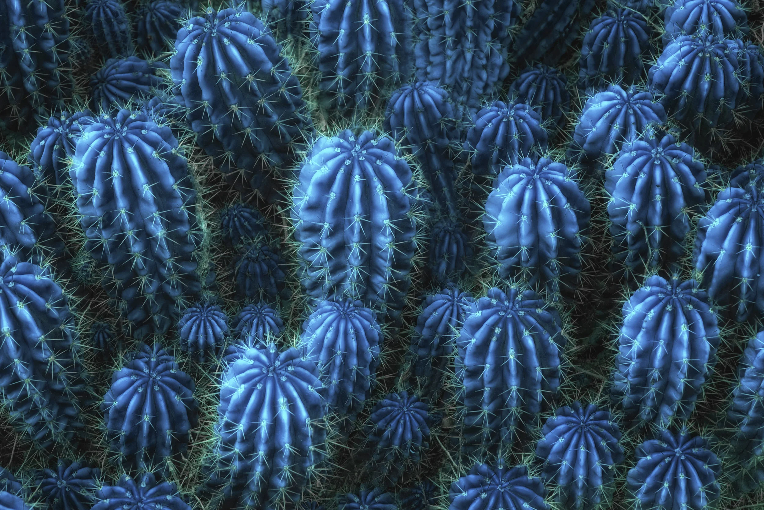 Blue cacti.jpg