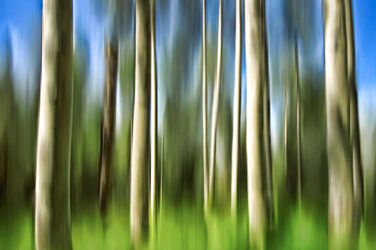 A-Walk-in-the-Woods.jpg