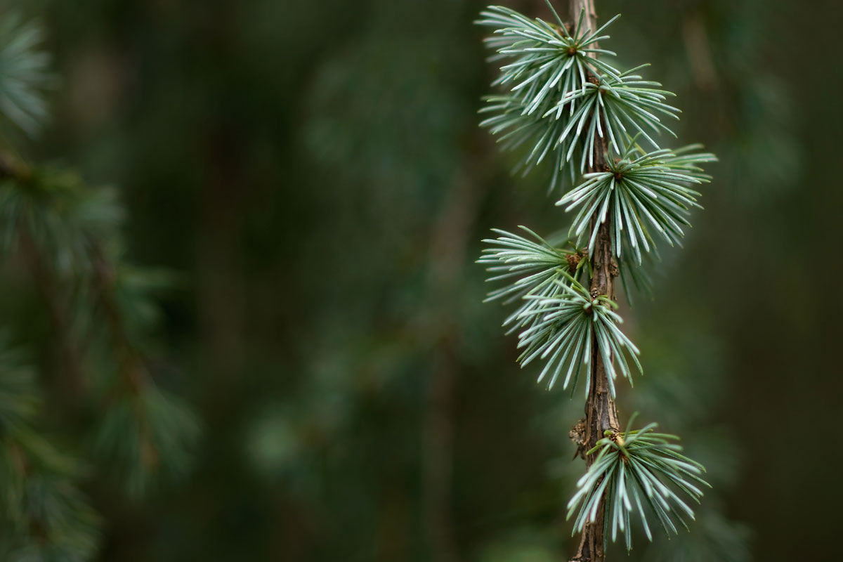 Pine-Sprig.jpg