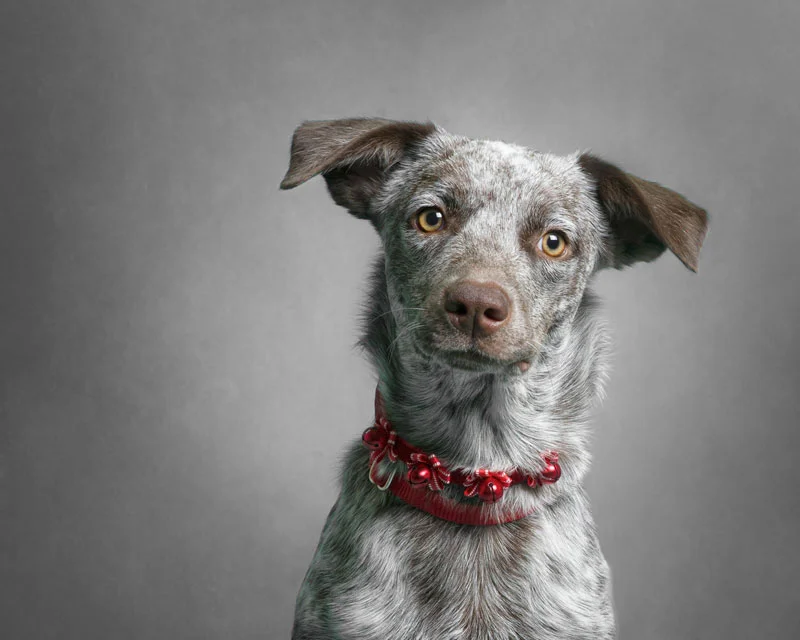 Faces of Rescue - 2014