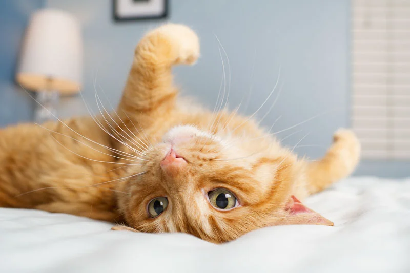 Client Sessions | Pet Photography