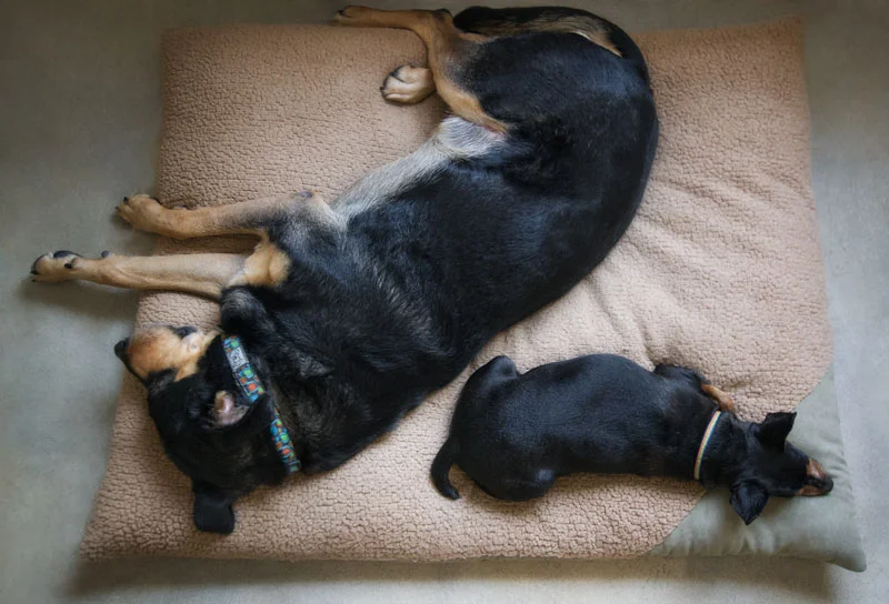 Sleeping Arrangements