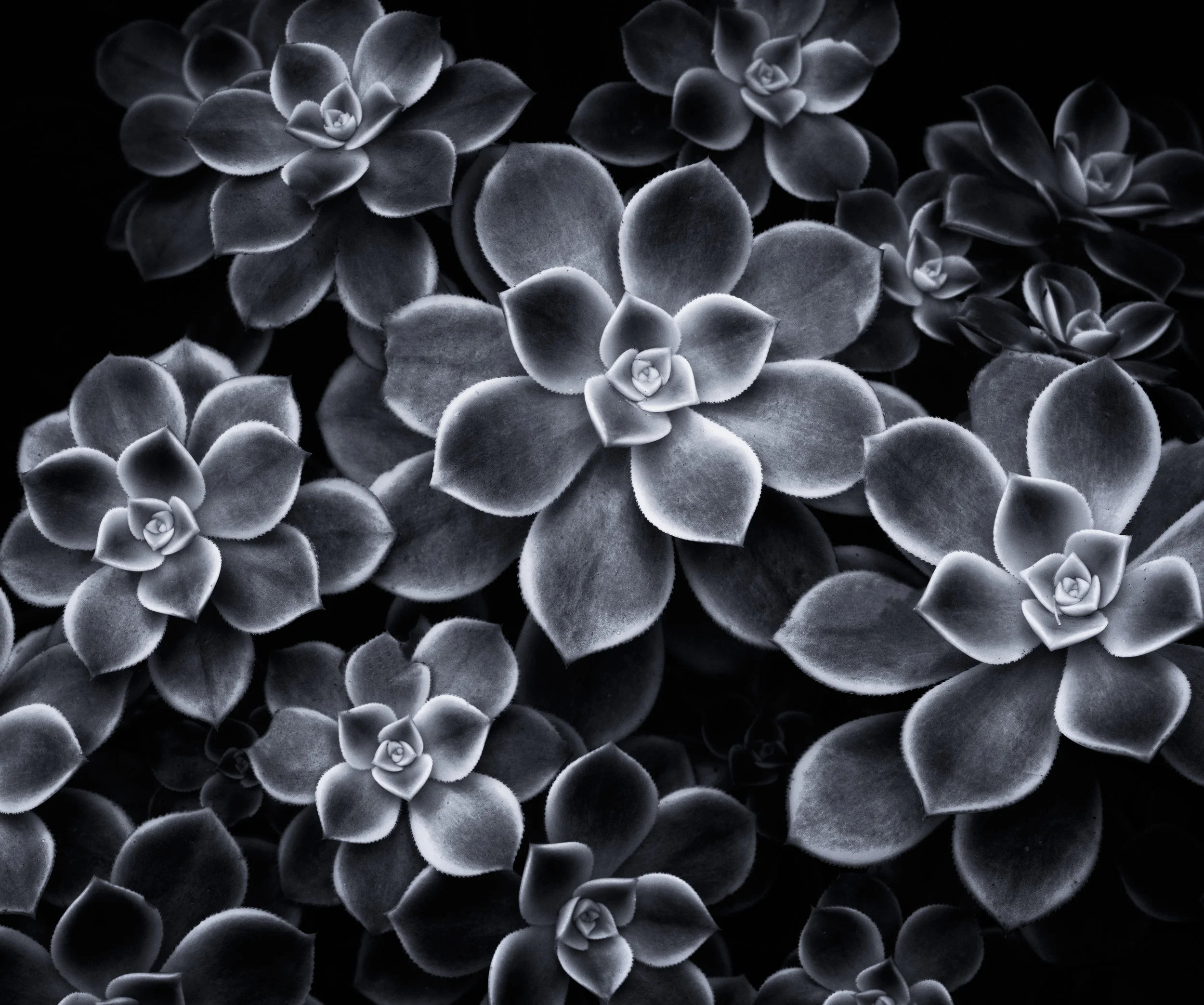 Patterns, Shapes and Lines in Nature