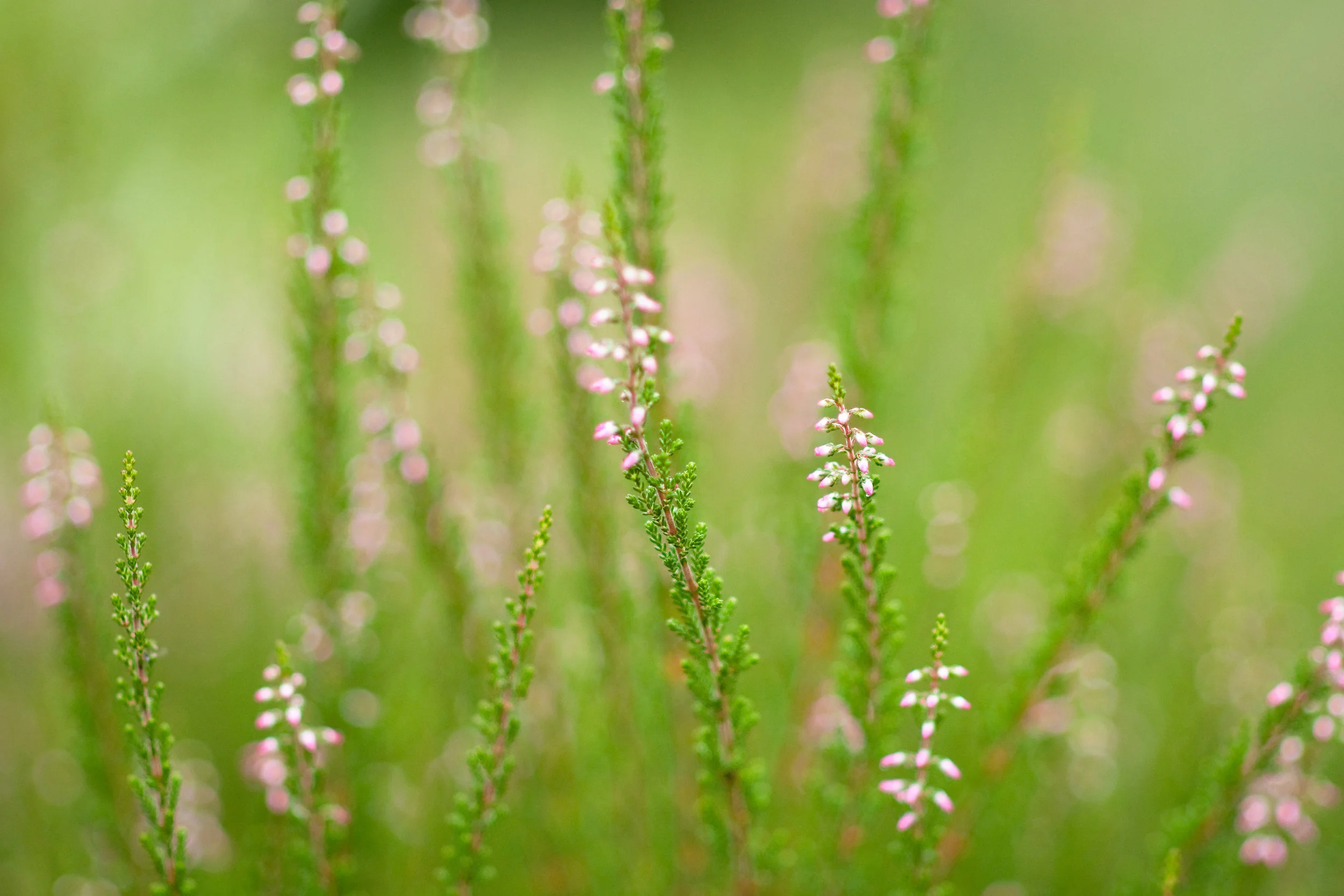 Photography Tip - Using Repetition Creatively