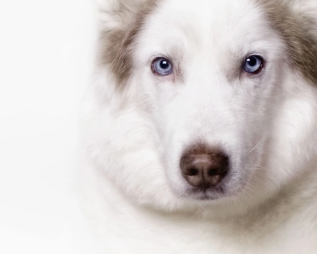 Husky.jpg