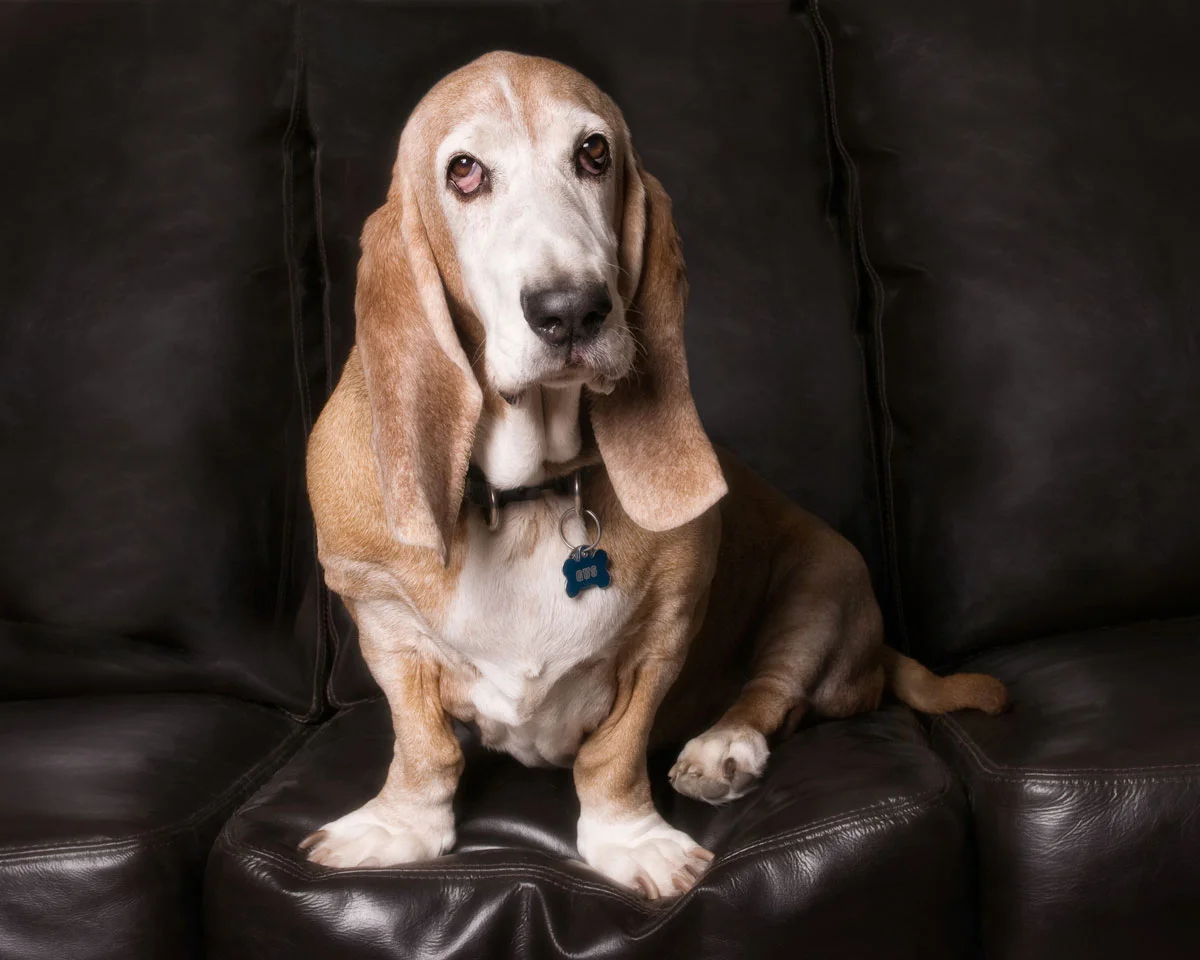 Basset.jpg