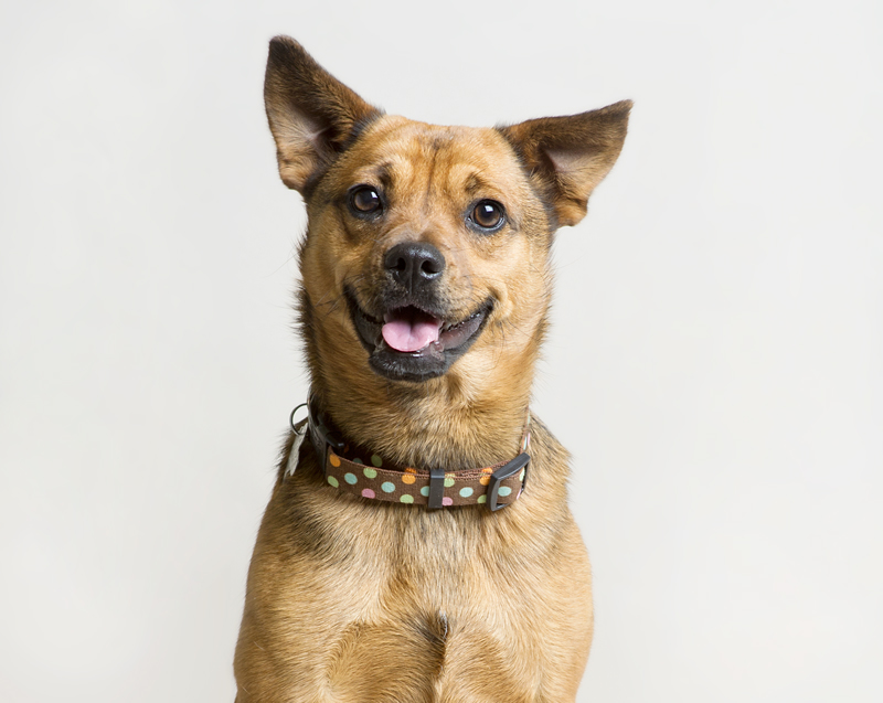 Kitty - AZ Prussian Snailhound Dog Rescue