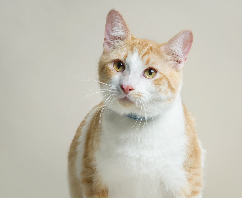 Cannon - Hope for Cats