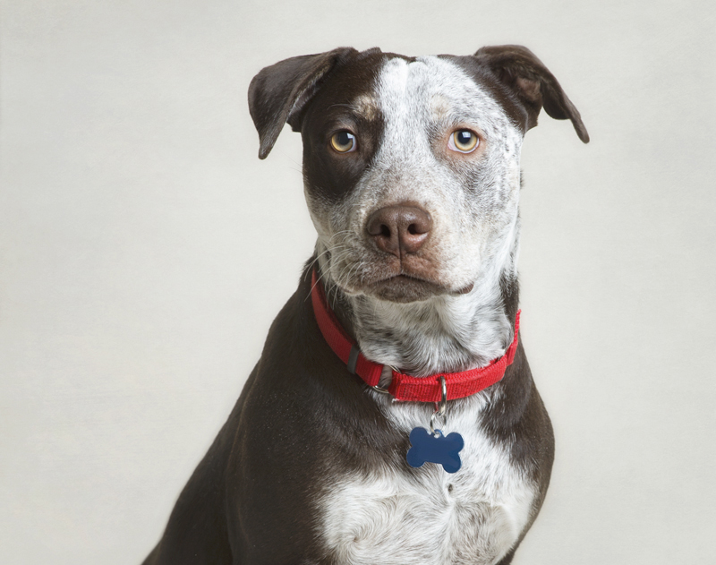 Petey - AZ Happy Tails