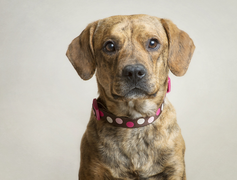 Bailey - AZ Happy Tails