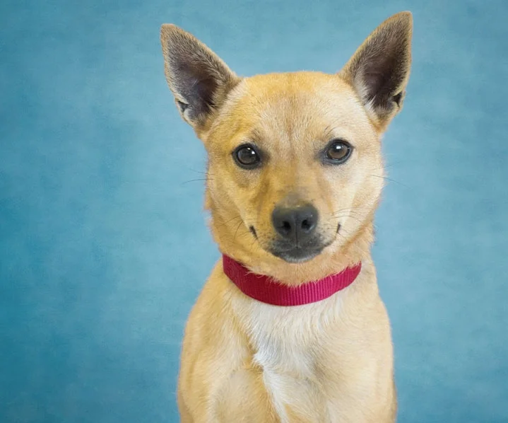 Chiquita