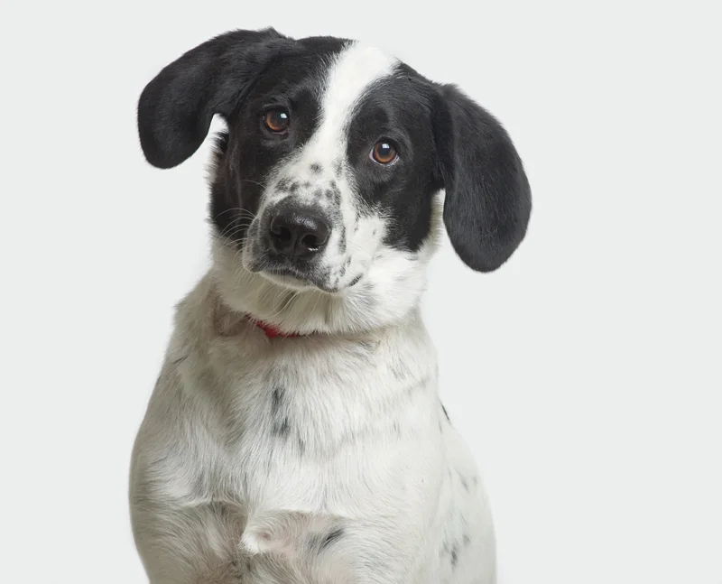 AZ Happy Tails Adoptables
