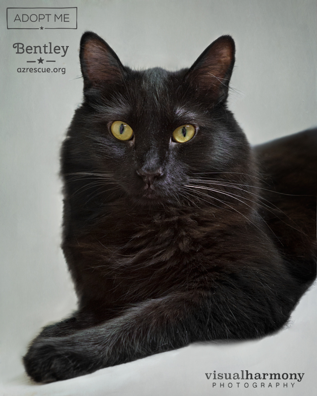 Bentley