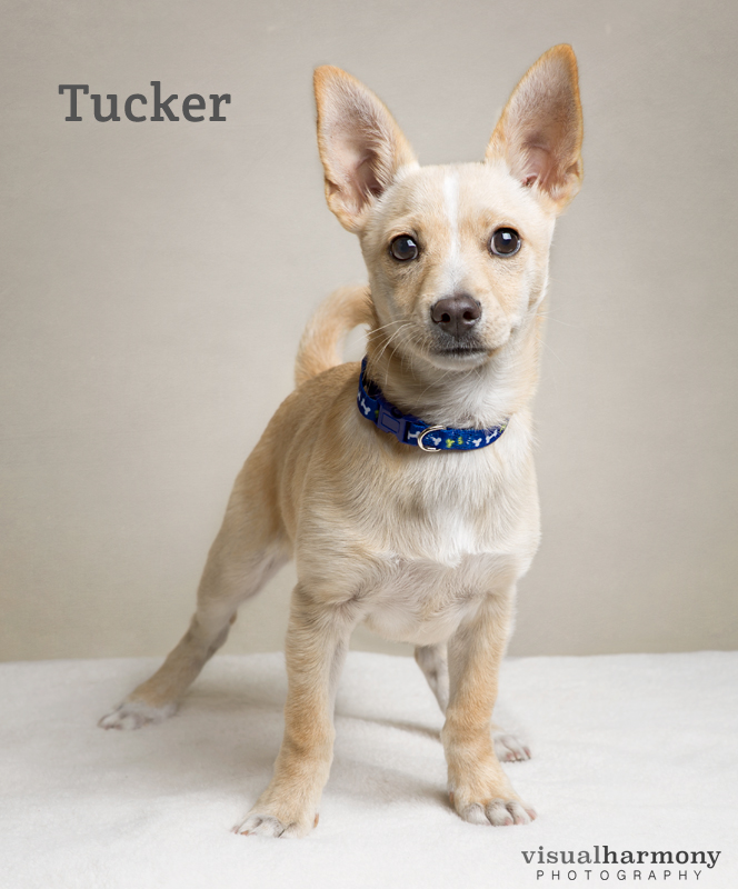 Tucker