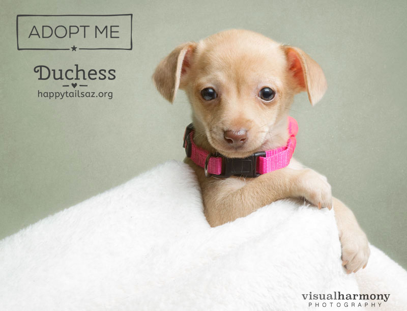 Duchess