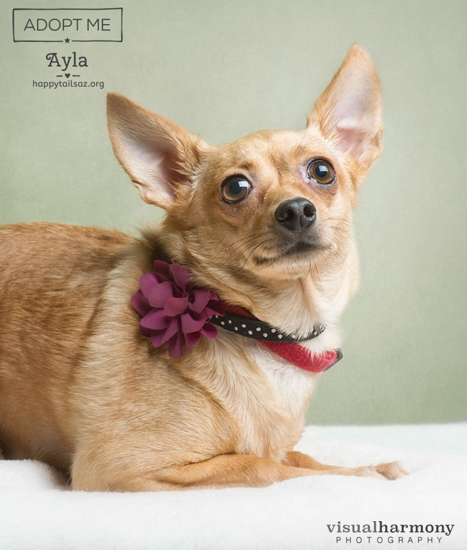 Ayla