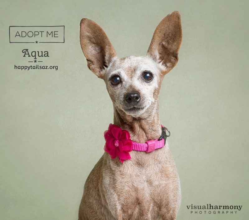 Aqua loves her pink flowered collar, hiding inside pillowcases and basking in the sun. The best years of her life are ahead of her and she is looking for an exceptional human to share that adventure. Might that be you? IF so, Aqua is available for adoption with AZ Happy Tails in Phoenix, AZ.