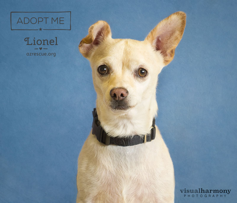Lionel - AZ RESCUE