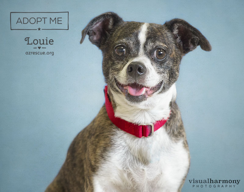 Louie - AZ RESCUE