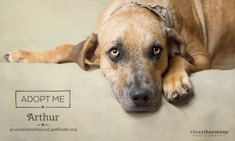 Arthur - AZ Prussian Snailhound Dog Rescue