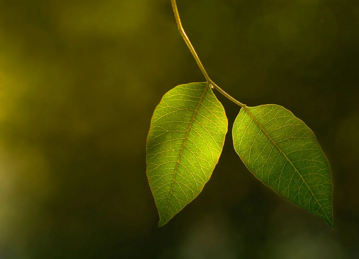 Leaves.jpg