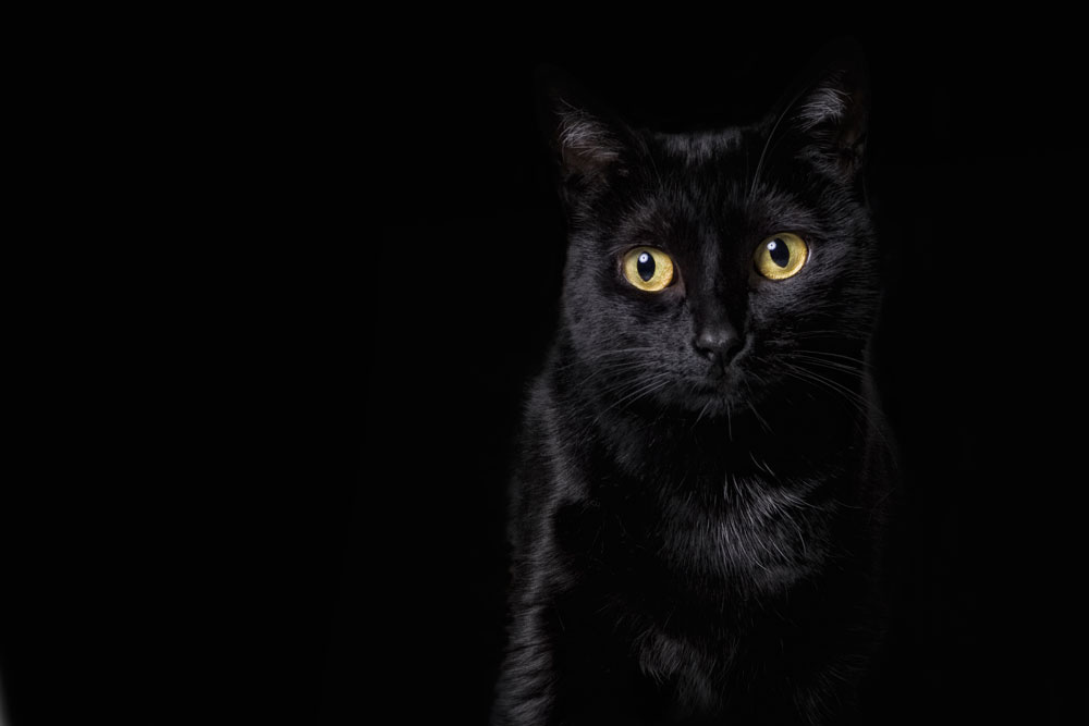 While many people think BLACK cats all look the same, I couldn't disagree more. Black cats are like snowflakes - no two faces are the same. They are unique, magnificent and beautiful.