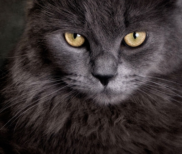 GRAY cats are elegant, timeless and known for their luxurious coats, which come in numerous shades of gray. They are the quintessential, classy feline.