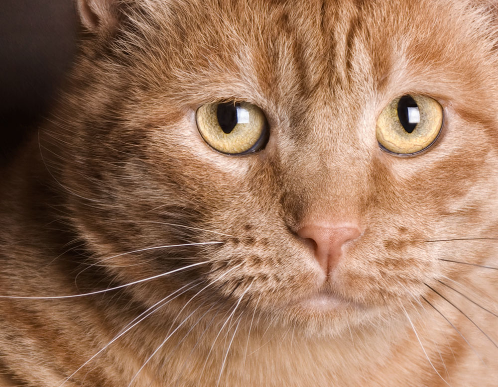 GiNGER or orange cats are the crown jewels of feline color. They also have the reputation of being very laid back and masters of napping.