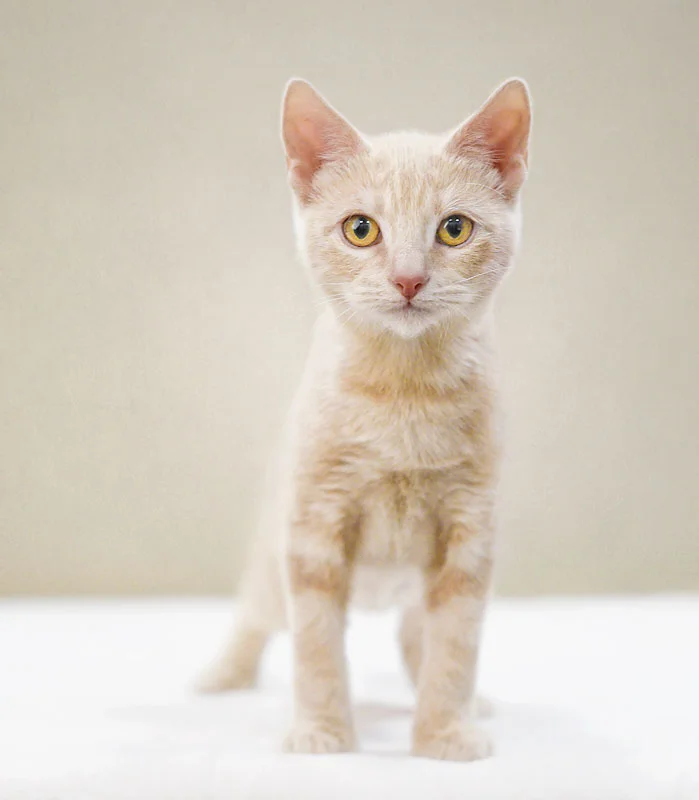 Remarkable Cats 