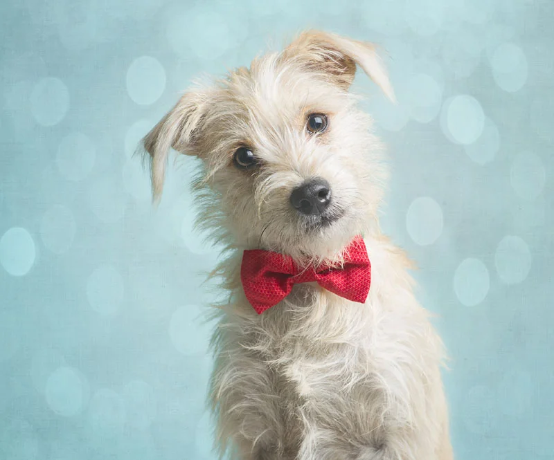 AZ Happy Tails Holiday Shoot