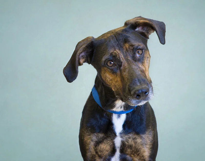 AZ Rescue Dogs Looking for Homes