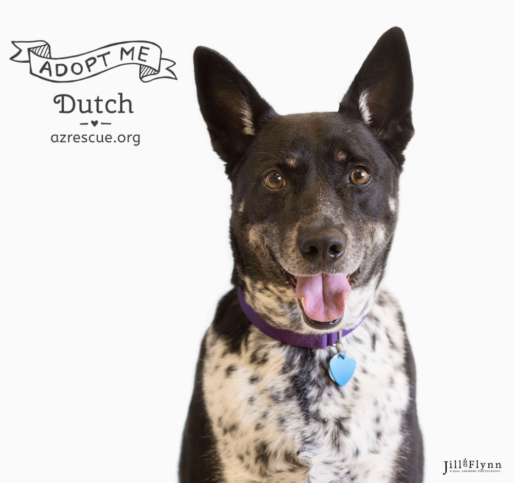 Dutch has superb manners and loves the ladies. He's a true gentleman! Check him out at RESCUE .