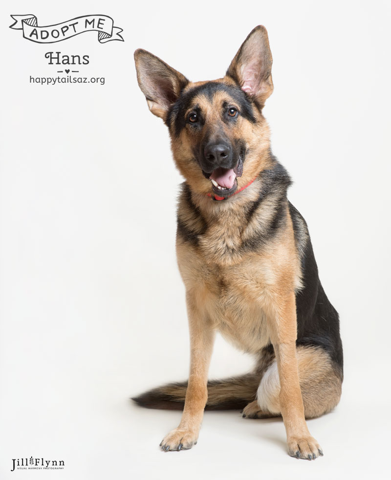 Do you have a soft spot for three legged animals with goofy smiles? Hans is your guy and you can meet him at AZ Happy Tails .