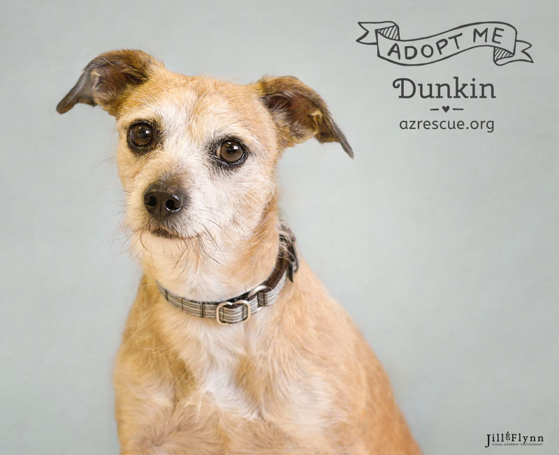 If you love charming, scruffy dogs who love to cuddle, your search is over! You must meet Dunking at RESCUE .
