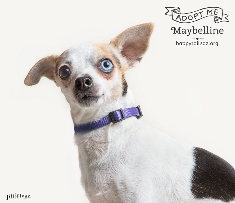 Maybelline is 7 pounds of pure joy. She's easy-going and steals the hearts of everyone she meets. You can meet her at AZ Happy Tails .
