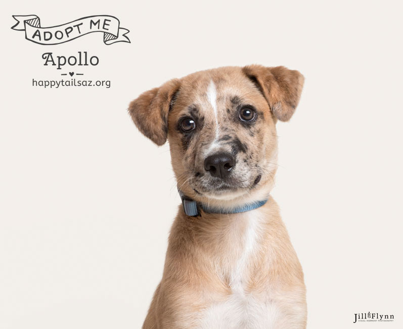 Do you love freckled-face mutts? Apollo is dreaming of a life filled with hiking and adventures. You can meet him at AZ Happy Tails.