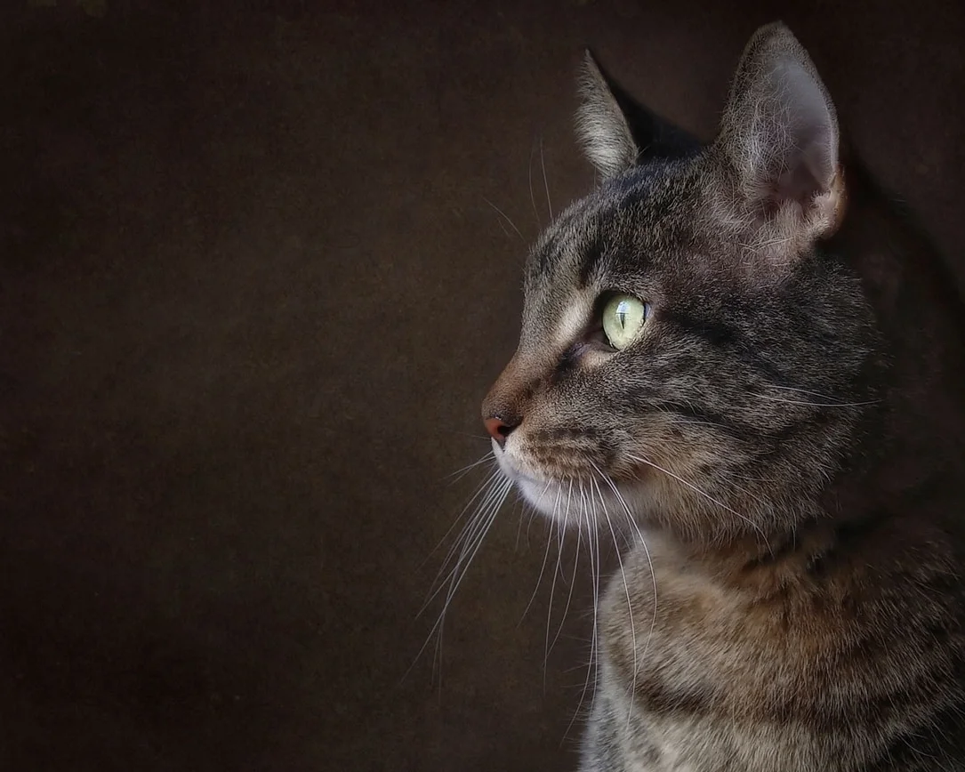 TABBY cats come in different shades from silver to gray to brown. They always seem to be channeling the stripes and magnificence of their great ancestors - tigers.