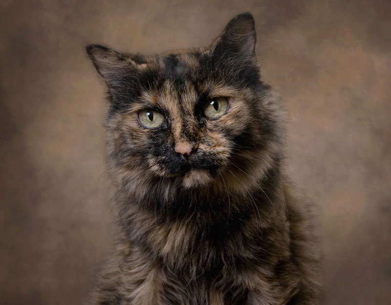 TORTOISESHELL cats are known for their stunning markings and multi-colored fur. They are usually female and said said to be independent and feisty, which are great characteristics in my opinion.
