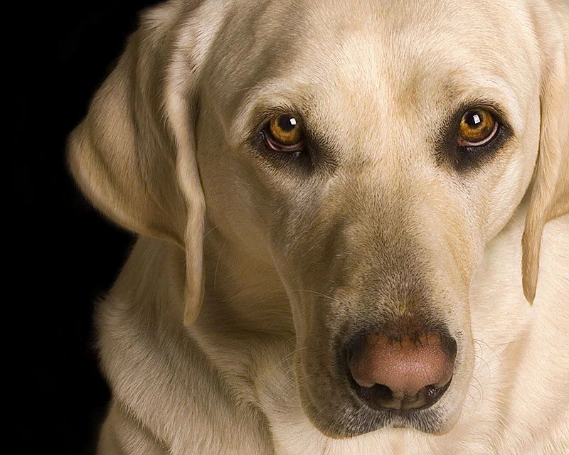 goldenlab.jpg