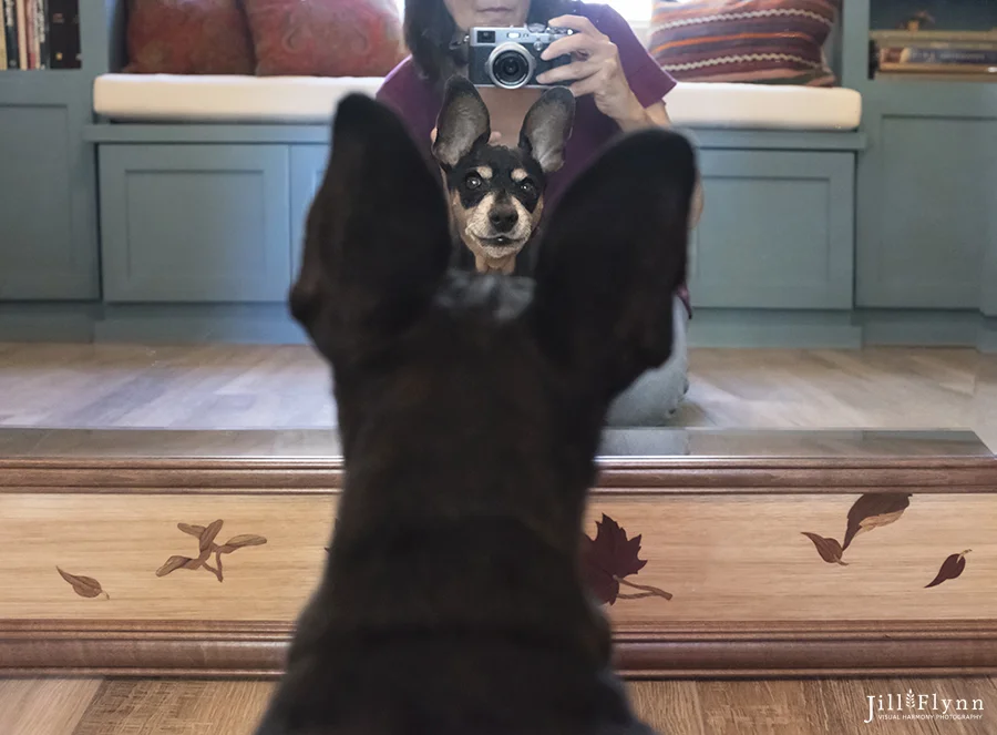 Having fun with Rascal's ears and a mirror. There is a definite advantage to shooting with a small camera.