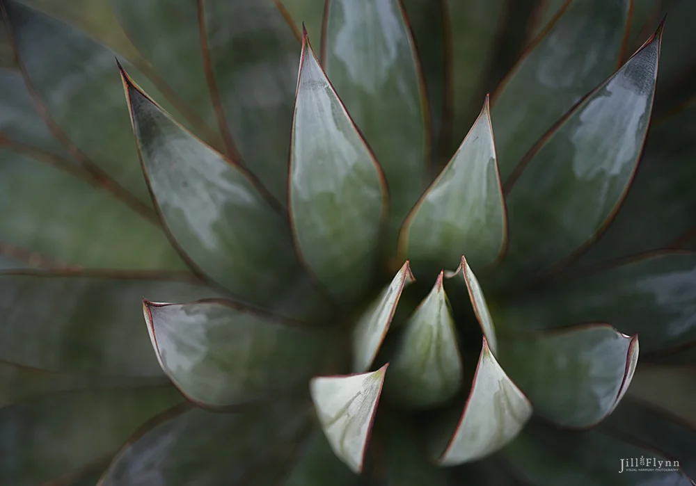 agave.jpg