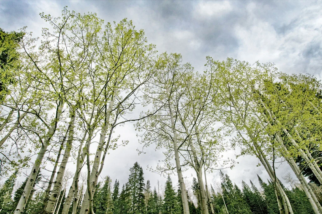 Forestthroughtrees.jpg