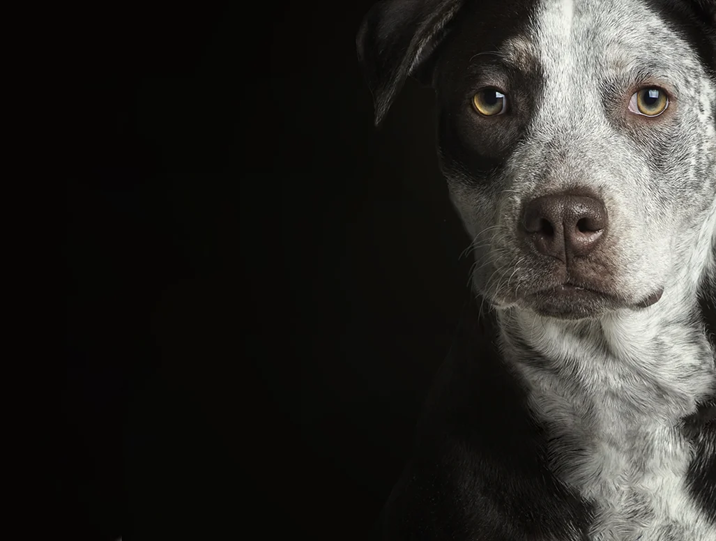 Rescue dog_Jill Flynn.jpg