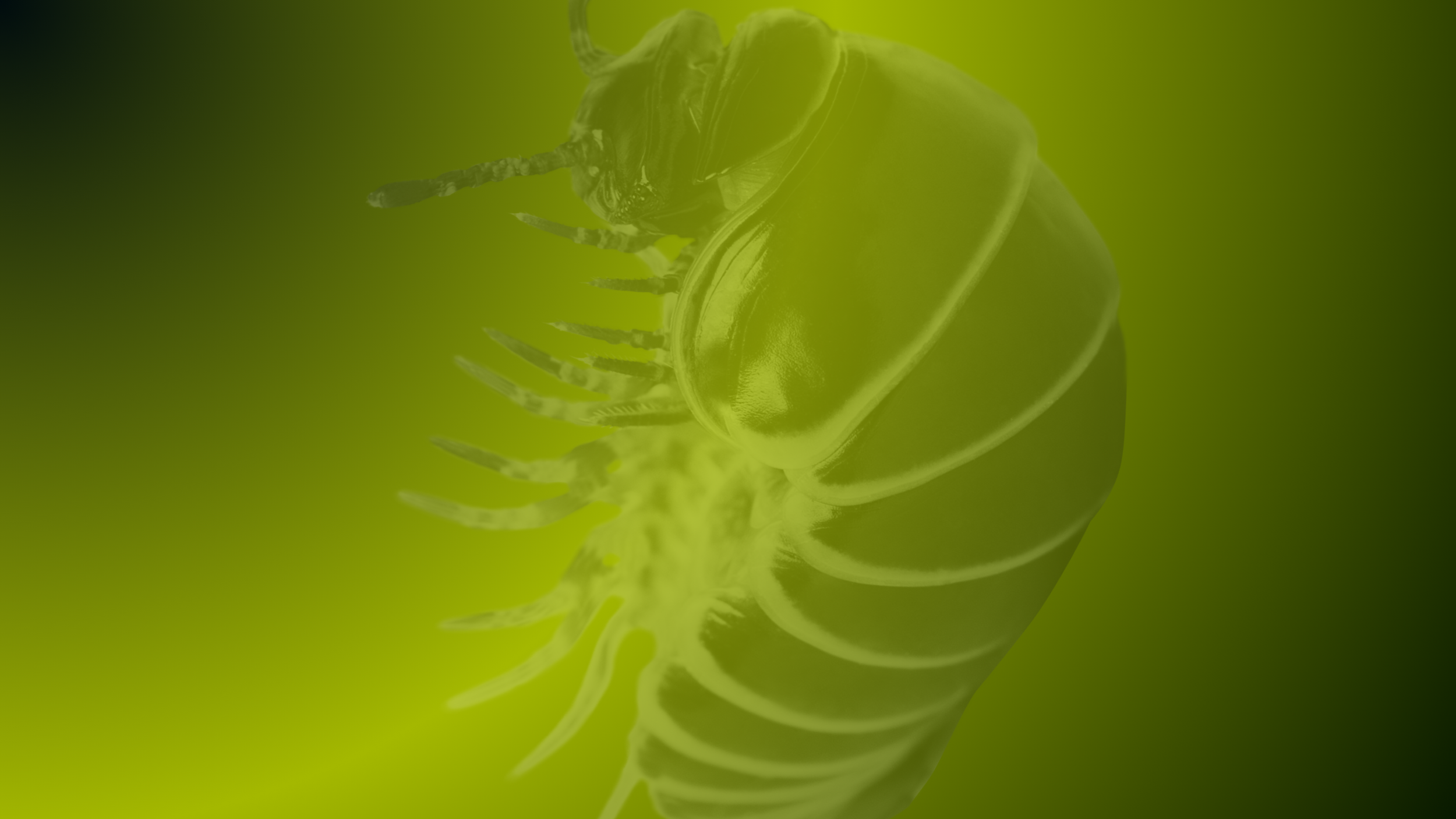 BUG header cover.png