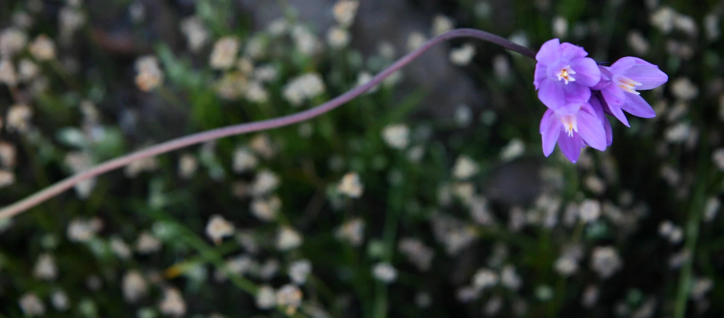 IMG_7241.JPG - Version 2.JPG