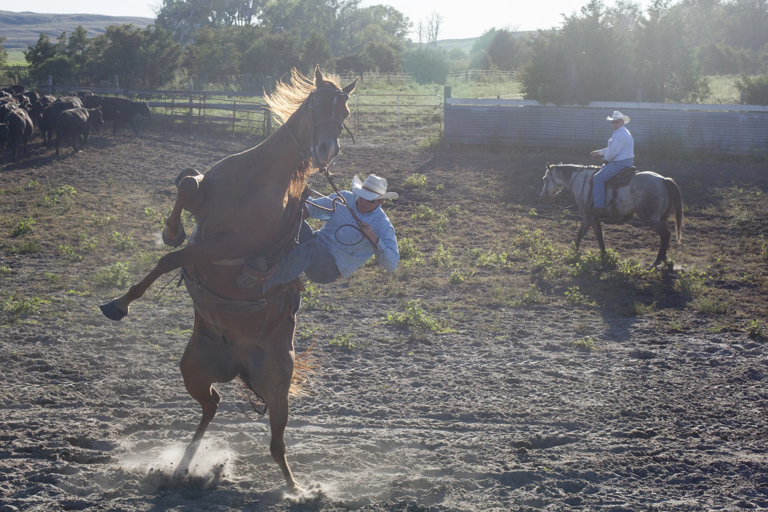  Caleb Miles'&nbsp;horse rears while he and his dad Craig separate a few cattle for vaccinations. Craig claims that his land south of Valentine has a hill that is the tallest in all of Cherry County's 6,000 square miles. 