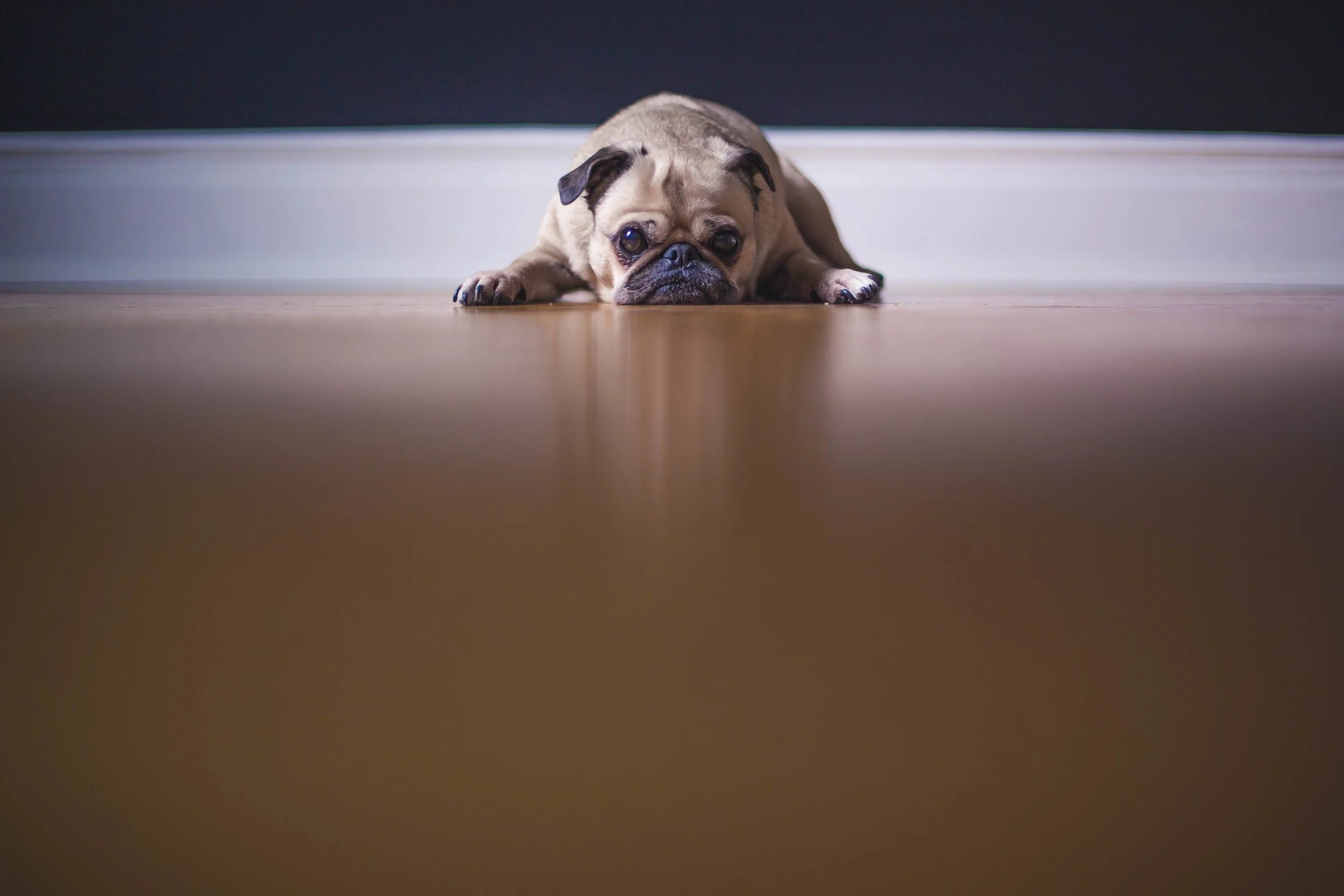 "My dog ate my tax return... and all the reminders!"